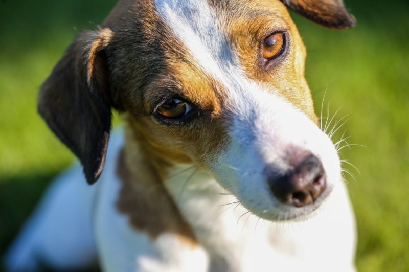 Create meme: Jack Russell terrier is a breed of dog, Jack Russell, dog Jack Russell Terrier