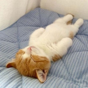 Create meme: the cat is sleeping, cat, the cat sleeps