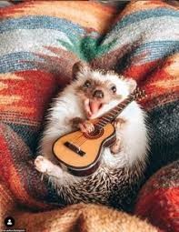 Create meme: hedgehogs are funny, hedgehog with a guitar, Mr.Pokee is a charming hedgehog traveler