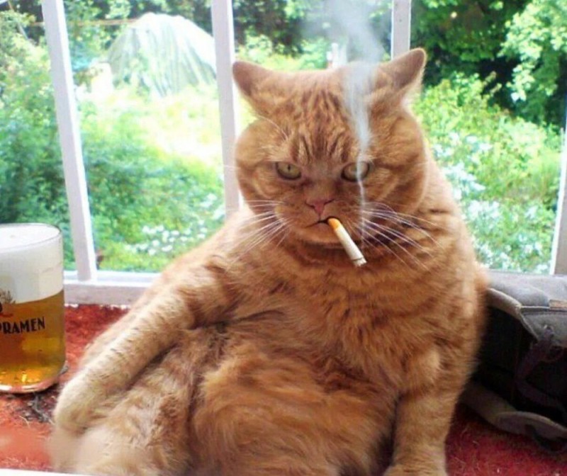 Create meme: The red-haired cat smokes, cat with a cigar, the cat smokes