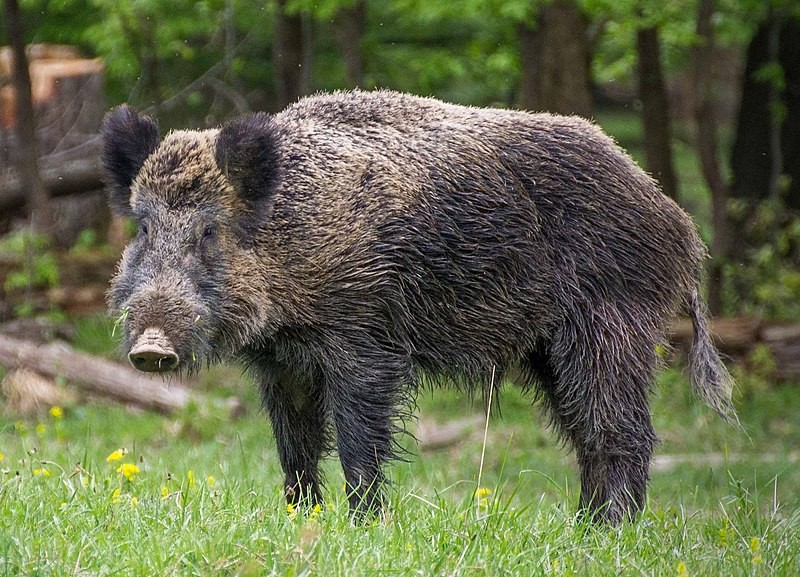 Создать мем: кабан (sus scrofa l.), дикий кабан секач вепрь, кабан вепрь секач