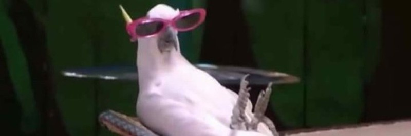 Create meme: a white parrot with glasses, parrot glasses, parrot with sunglasses