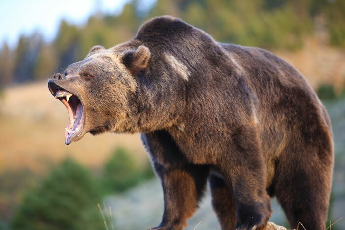 Создать мем: опасные медведи гризли, грозный медведь гризли, медведь гризли злой