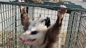 Create meme: opossums