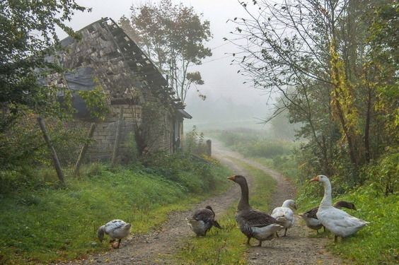 Create meme: geese in the village, ducks in the village, the goose is rustic