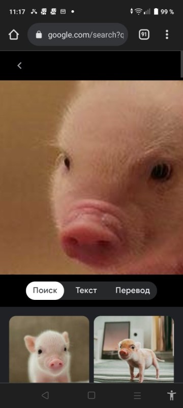 Create meme: mini pig, piggy mini pig, pure white pig