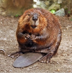Create meme: beaver, Bobr common, beaver