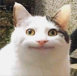 Create meme: cat meme, memes cat, memes with cats