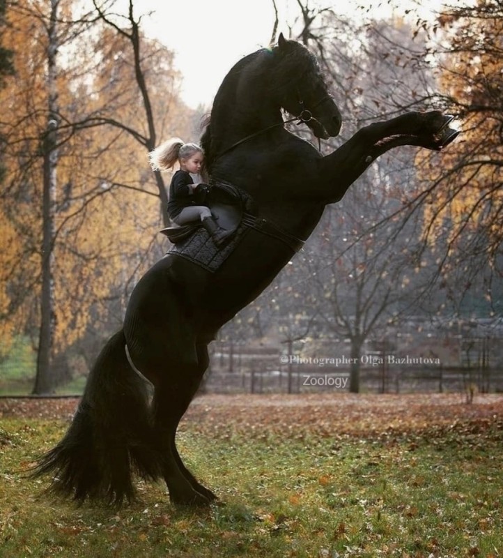Create meme: a girl on a horse on the rack, horse , Frisian horse breed