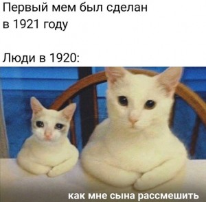 Create meme: memes with cats, Cat, cat