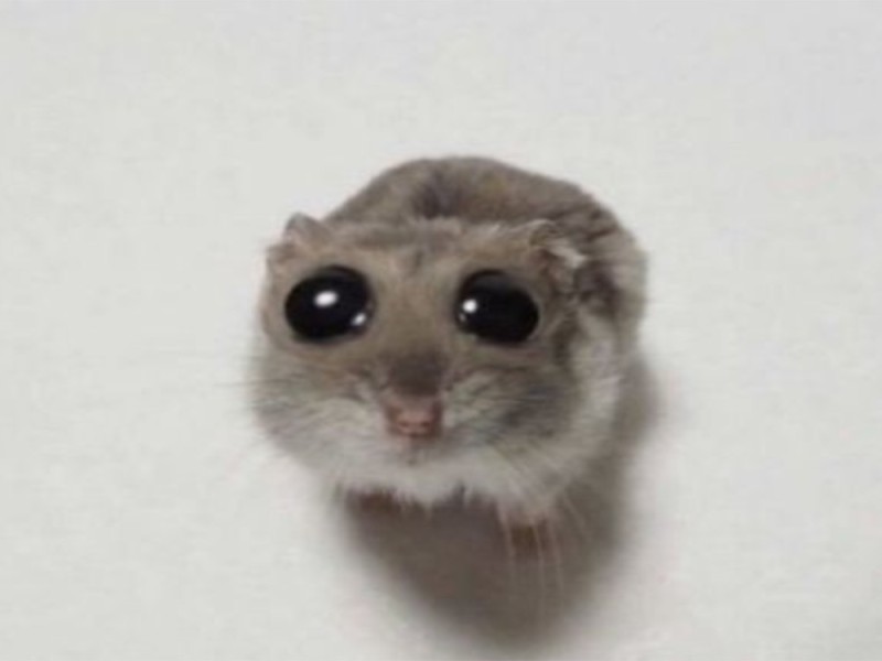 Create meme: hamster with a cross meme, A hamster with big eyes, meme hamster 
