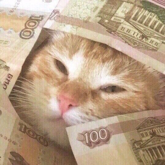 Create meme: cat with money meme, seals with money, money cat