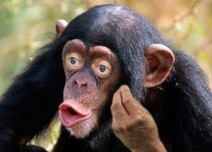 Create meme: chimpanzee, monkey, chimpanzee surprised