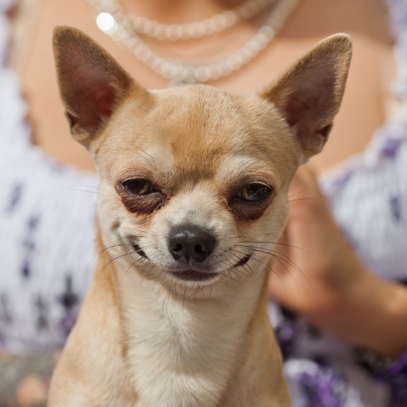 Create meme: thai chihuahua, smooth-haired chihuahua, shorthair chihuahua