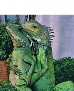 Create meme: iguana, lizard