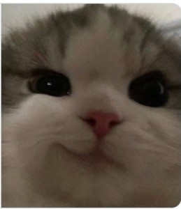 Create meme: selfie, cat, blue-eyed cat