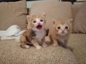 Create meme: cute cats, kitties, animals