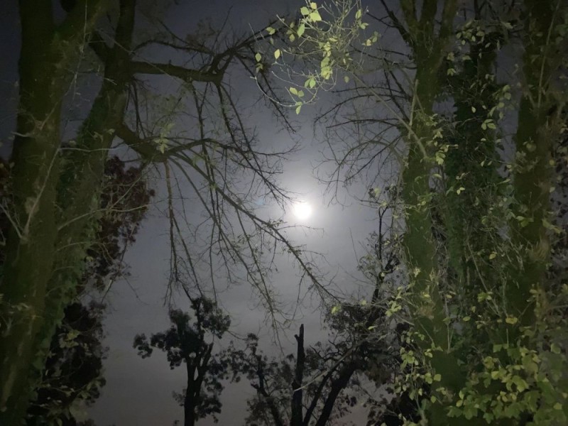 Create meme: birches at night, nature is nocturnal, moon in the forest