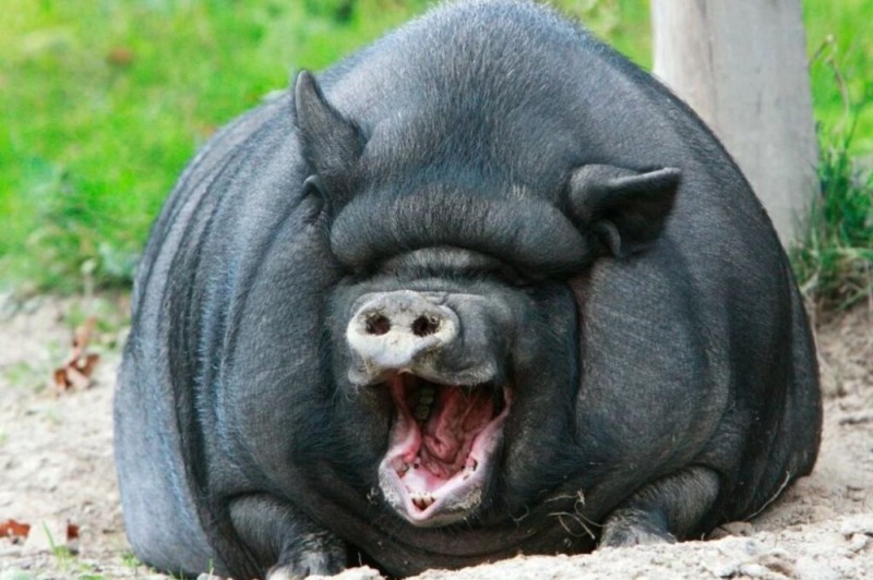 Создать мем: вьетнамская вислобрюхая свинья, толстые свиньи, большая свинья