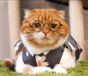 Create meme: Cat, Exotic cat, red cat with glasses