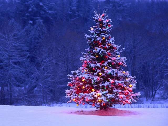 Create meme: christmas tree, dressed Christmas tree in the forest, Christmas tree 