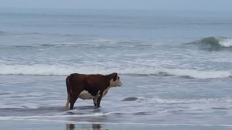 Создать мем: корова на берегу, корова смотрит на море, корова в море мем