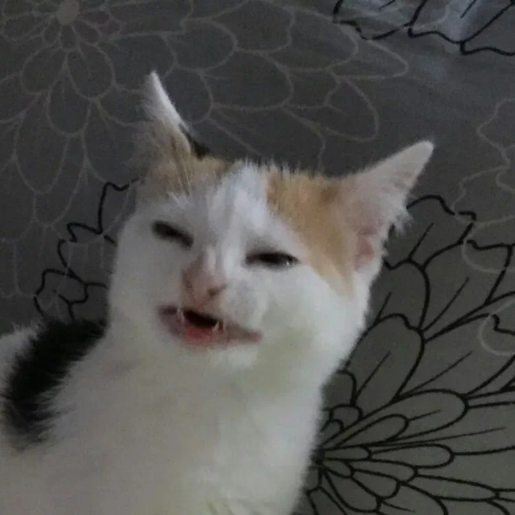 Create meme: cat meme , cat fu meme, The cat from the memes is white