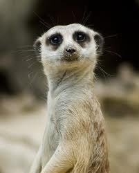 Create meme: Meerkat