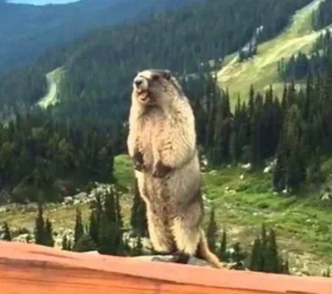 Create meme: a groundhog screams in the mountains, animal gopher, the screaming beaver