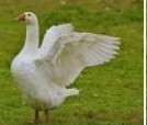 Create meme: goose, big white goose, goose duck