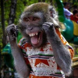 Create meme: funny monkeys, funny monkey
