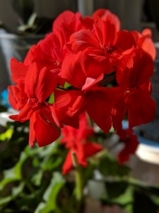 Create meme: pelargonium madame bovary, flowers geranium red, pelargonium red Terry