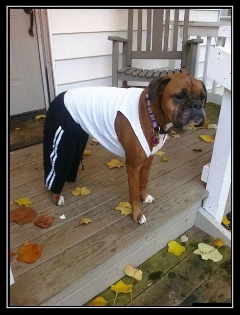 Create meme: demotivators with dogs are funny, boxer dog, funny dog boxers