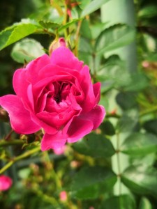 Создать мем: растение роза, турецкая роза цветок, кустарник роза