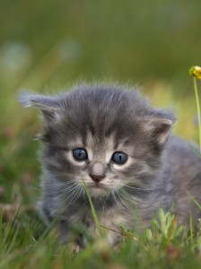 Создать мем: маленький серенький котенок, очень милые котята, милые котята