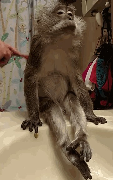 monkey scratching balls