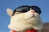 Создать мем: животные веселые, кот в солнцезащитных очках, кот в черных очках