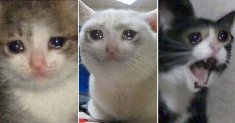 Create meme: crying cat, cat crying meme, cat crying meme