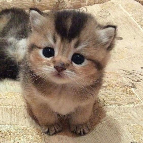 Create meme: little cute kitten, cute little cats, cats are small cute