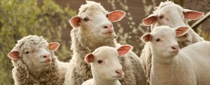 Create meme: sheep, farm animals, sheep
