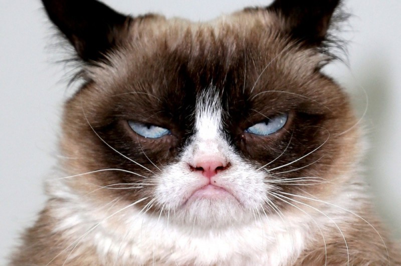 Create meme: gloomy cat, the cat is unhappy, angry cat 