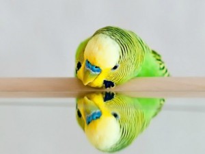 Create meme: kusu, parakeet, pattern with wavy parrots