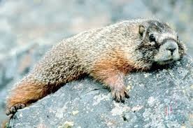 Create meme: animal Groundhog, marmot, marmot