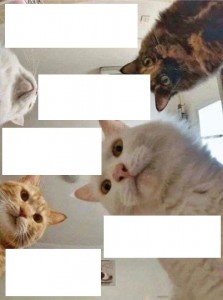 Создать мем: кот кот, мемы про котиков, мемы с котами