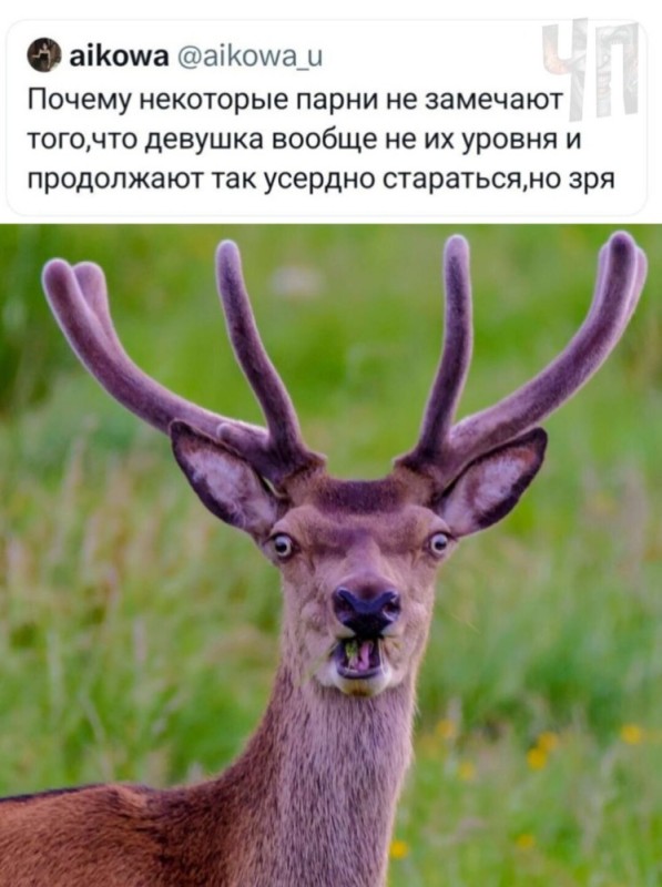 Create meme: funny deer, deer, horned deer