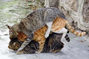 Создать мем: kediler, cat, кастрированный кот ебёт подушку