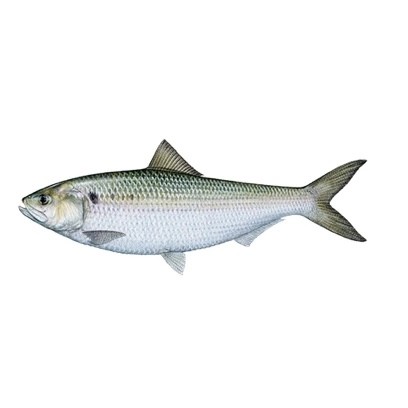 Create meme: herring , herring fish, fish