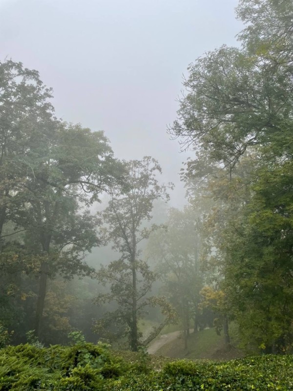 Create meme: fog forest, Into the fog, forest 