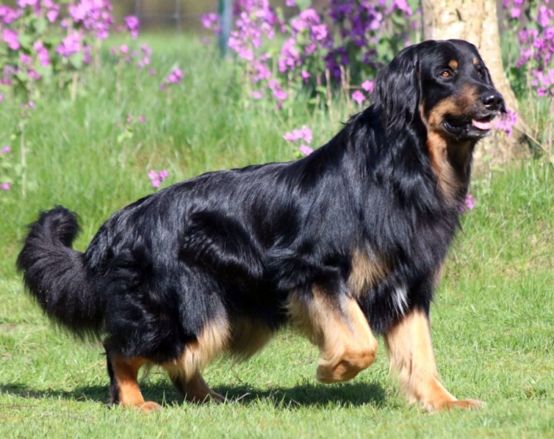 Create meme: howavart, hovawart black and tan, hovawart breed