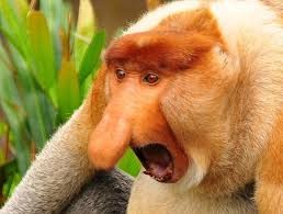 Create meme: the long-nosed monkey, a female noser monkey, monkey with big nose